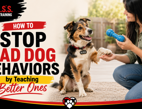 How to Stop Bad Dog Behaviors by Teaching Better Ones