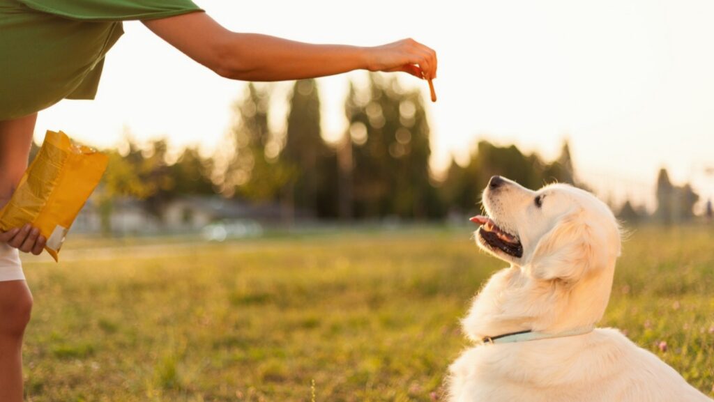 Dog Training in Kansas City