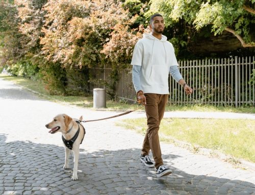 Helpful Tips on Keeping Your Daily Dog Walks Stress Free