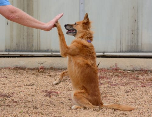 How Does Professional Dog Training in Kansas City Improve Everyday Life?