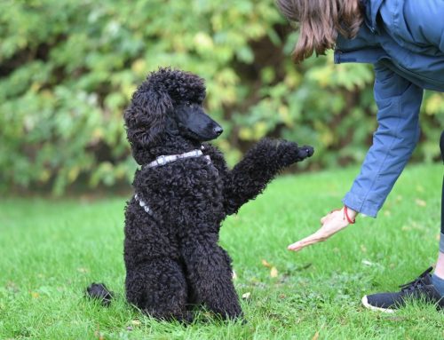 How to Set Realistic Dog Training Goals